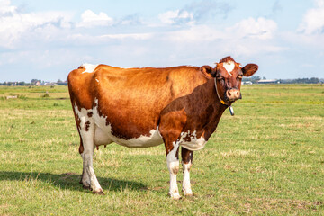 Fototapeta na wymiar One old fashioned cute red brown dairy cow standing head up and motherly in a pasture with full udder, blue sky and green grass.