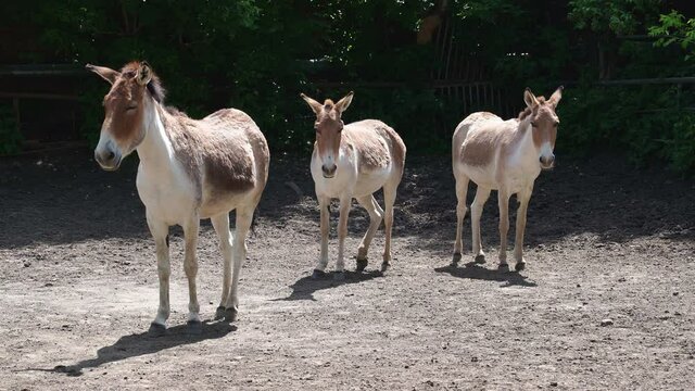 group of Turkmen Kulan.cloven-hoofed animals in zoo. observation of wild animals