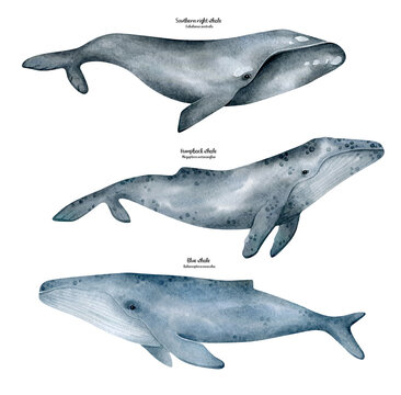 Watercolor whale illustration isolated on white background. Hand-painted realistic underwater animal art. Humpback, Blue, Southern right whales for prints, poster, cards. Antarctic series.