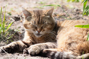 A beautiful cat is resting in the grass. The cat is lying in the garden