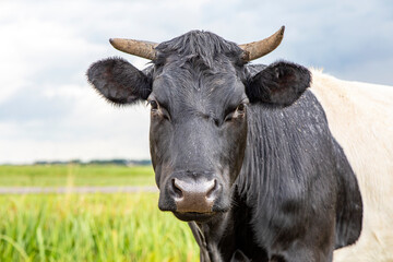 Portrait of a Lakenvelder, a black Dutch Belted cow, with horns, in the field on a sunny day, and with blue sky