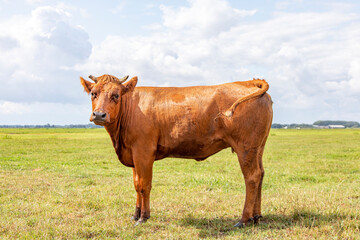 One reddish brown young horned cow standing head up shy and proudly in a pasture with blue sky and green grass.