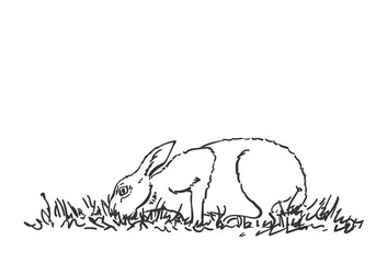 Rabbit eating grass, Hand drawn illustration, vector sketch