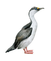 Watercolor Imperial shag. Hand-painted realistic northern bird. Blue-eyed cormorant. Marine fowl for poster, nursery decor, cards. Antarctic series.