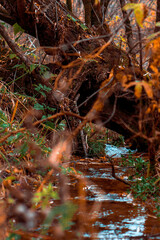 stream in the forest