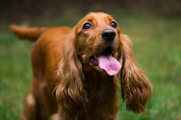 Brown spaniel dog. A portrait of a pet.
