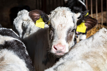 Group of belgian blue calves, one cute calf nosy looking up  in the middle of a group of cows. © Clara