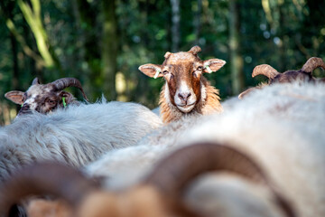 Funny head of a Drent Heath sheep with horns, in the middle of a flock of sheep. Drents heideschaap.