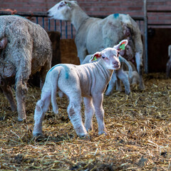 Naklejka premium Cute naughty white lamb standing funny in the middle of the stable with straw looking backwards at the camera, full body.