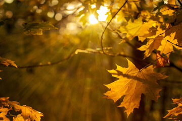 autumn leaves in the forest