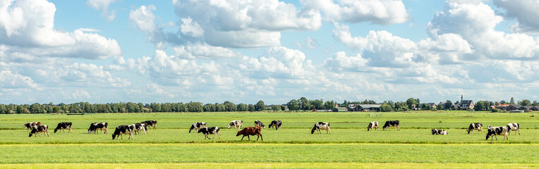 Fototapeta Group of cows grazing in the pasture, peaceful and sunny in Dutch landscape of flat land with a blue sky with clouds on the horizon, wide view obraz