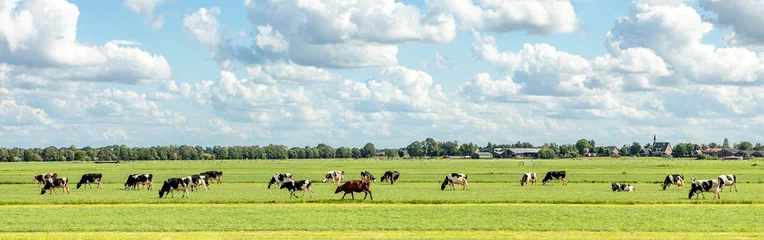 Fotobehang Group of cows grazing in the pasture, peaceful and sunny in Dutch landscape of flat land with a blue sky with clouds on the horizon, wide view © Clara