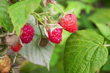 Ripe berries of juicy raspberries in the garden on a bush on a clear summer day.