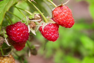 Ripe juicy raspberries in the garden on a bush on a clear summer day.