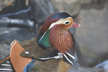 旭山動物園　カモ