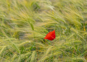 Isolated Poppy Flower in Wheat Field