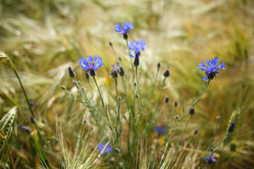 They often grow as a "weed" in cornfields, cornflowers