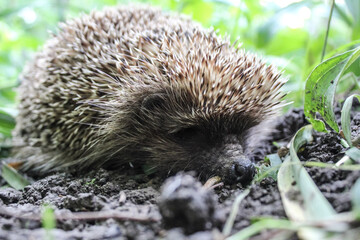 hedgehog in the grass