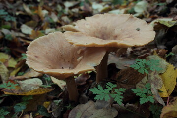 mushrooms in the forest