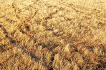view of dry grass area