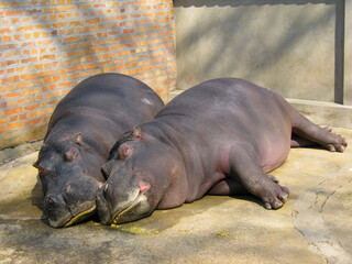 Two hippos (Hippopotamus) sleeping together