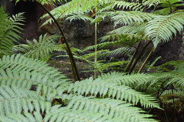 green fern leaves