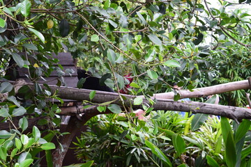 red winged blackbird