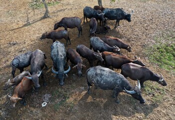 Aerial view of buffalo herds. Wildlife.