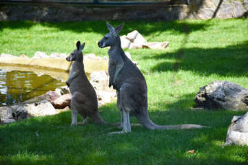 Two kangaroos standing in the shade of a tree © IrenaSocratous