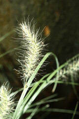 Obraz premium close up of grass