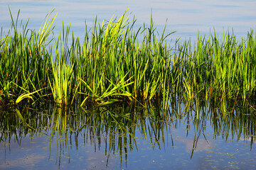 Obraz premium Water cane reflection in the river