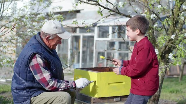 beekeeping, happy friendly relatives, an old man and his grandson work together with paint for wood and paint a wooden hive for bees preparing beehive for summer season on warm sunny day
