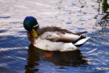 Mallard duck drake swims in the river