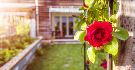 Idyllic garden in summer. Close up of rose flower, veranda, garden and house in the blurry background