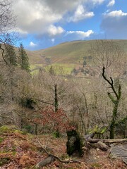 Woodlands, Snowdonia National Park, Wales