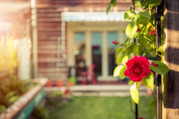 Idyllic garden in summer. Close up of rose flower, veranda, garden and house in the blurry background