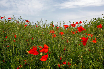 field of poppy flowers against blue sky