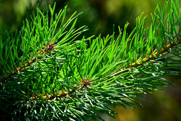 Fir tree needles in sunlight
