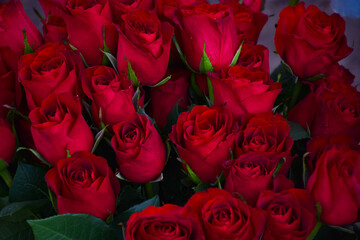 Closeup of the flowers red roses with green leaves background
