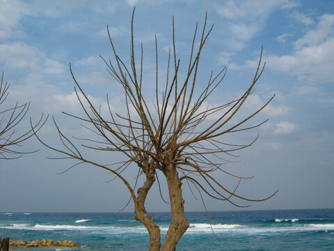Fig tree without leaves on the beach, sea, small waves and blue sky with clouds