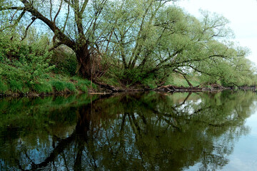 Reflection of green trees and banks in a calm river in the summer. River rafting in summer. Packrafting in wilderness.