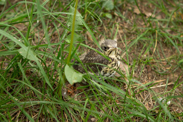 The grown thrush nestling sits in the grass