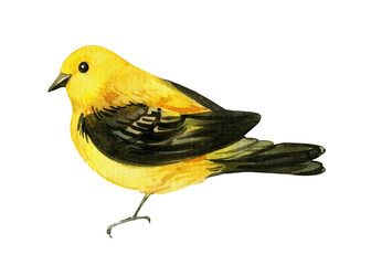 yellow birds, canary on an isolated white background, watercolor sketch