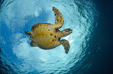 Obraz premium hawksbill turtle 