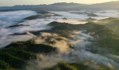 Scenery of forest with low clouds on the morning from aerial scene.