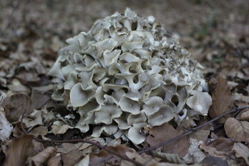 mushrooms on a tree