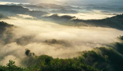 Scenery of forest with low clouds on the morning from aerial scene.