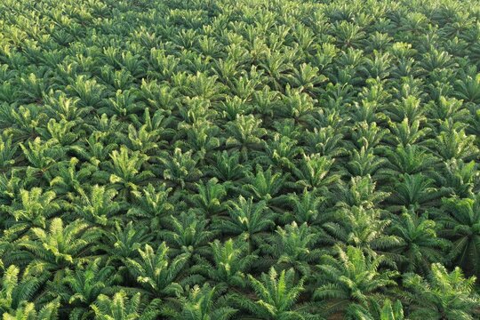 Aerial view of palm oil plantation.