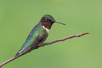 Fototapeta na wymiar Ruby-throated Hummnigbird