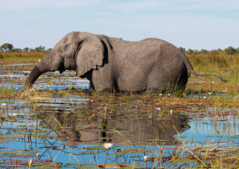 Elephants in the river surrounded by lilies